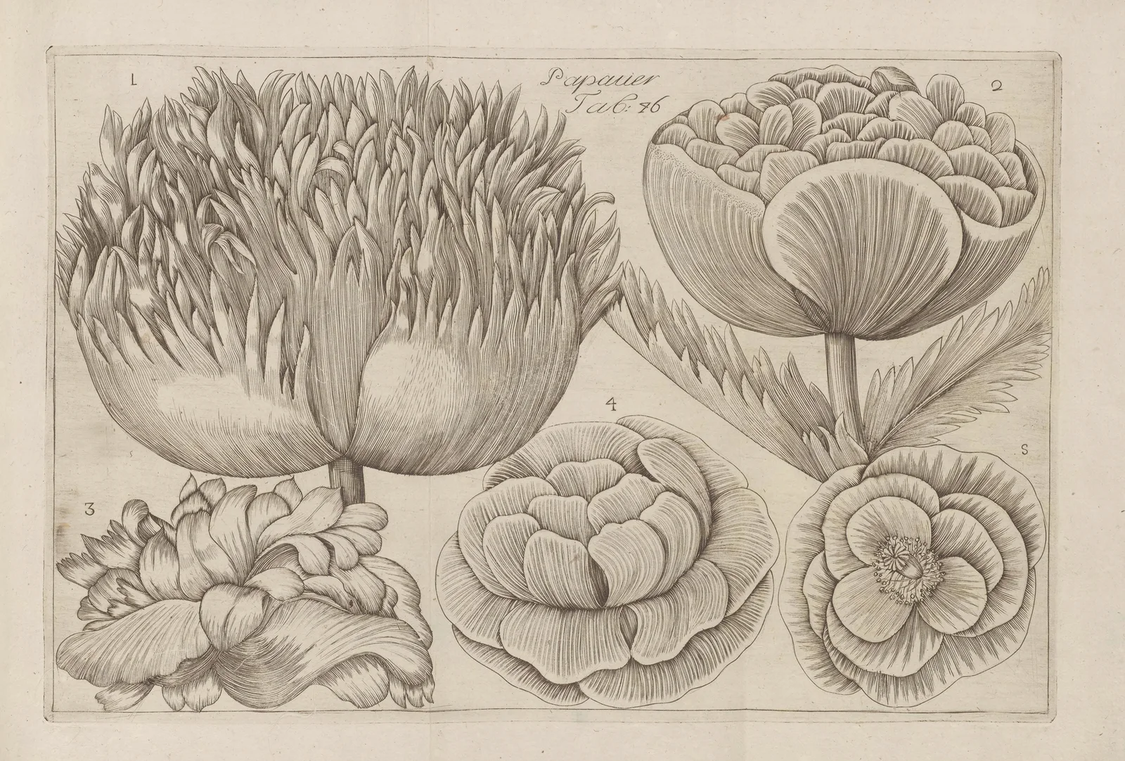 Papaver av Filippo Arena