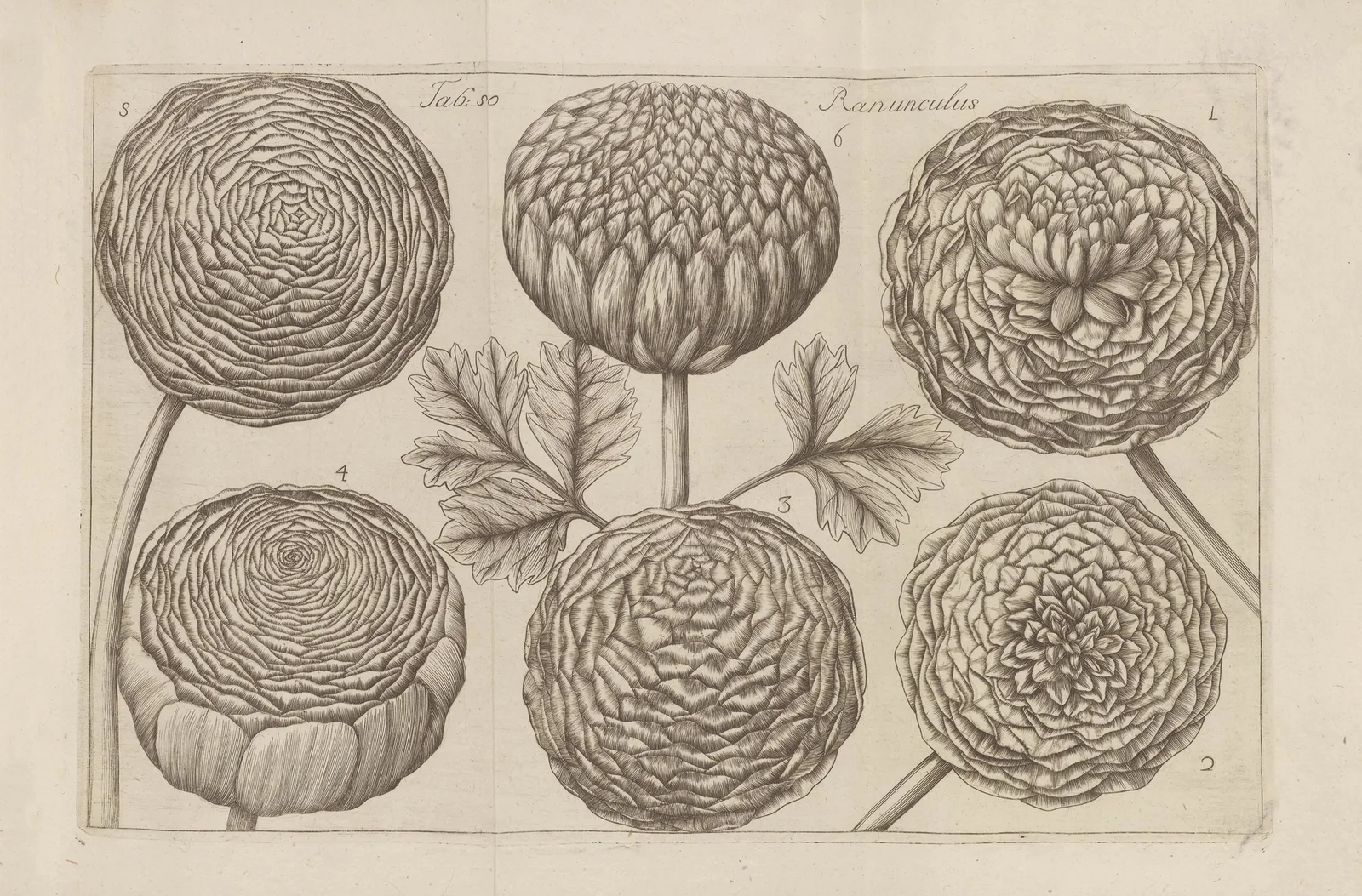 Ranunculus av Filippo Arena