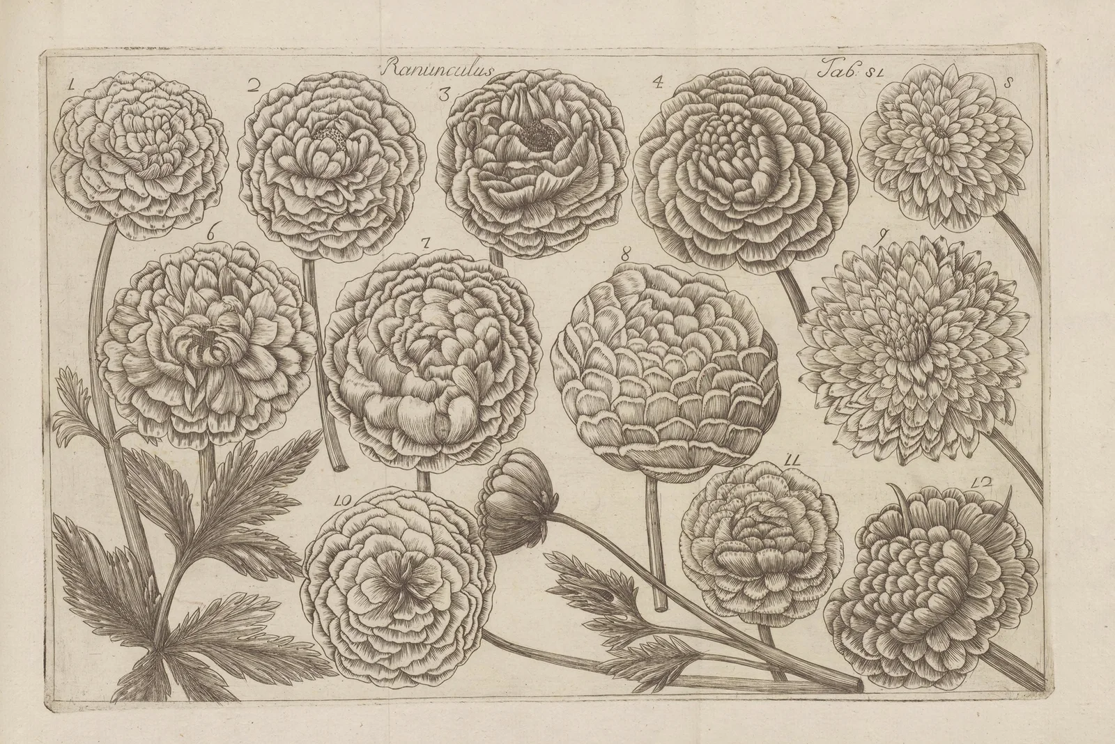 Ranunculus, 1767 – nr 1 av Filippo Arena