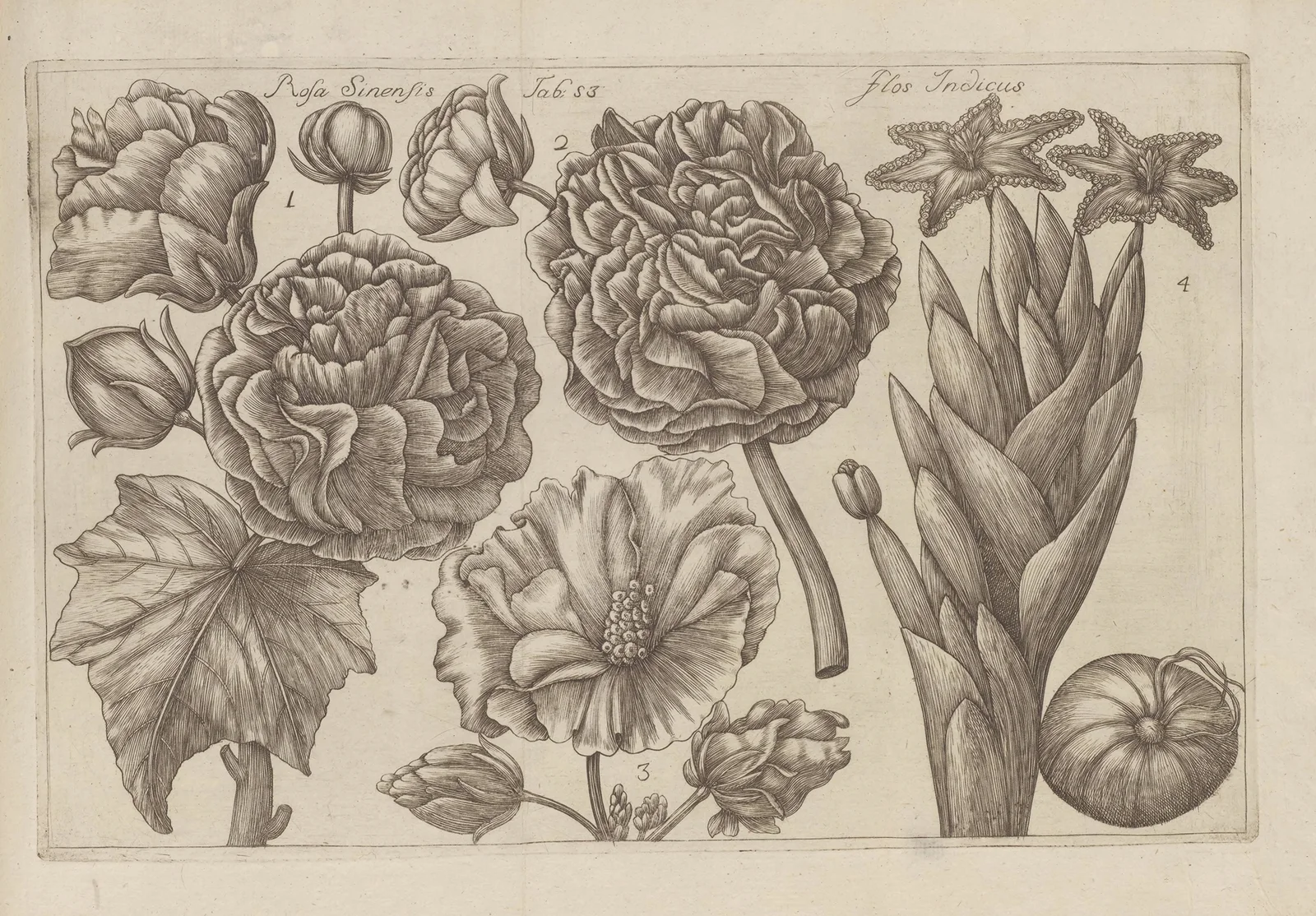 Rosa sinensis, Flos indicus av Filippo Arena