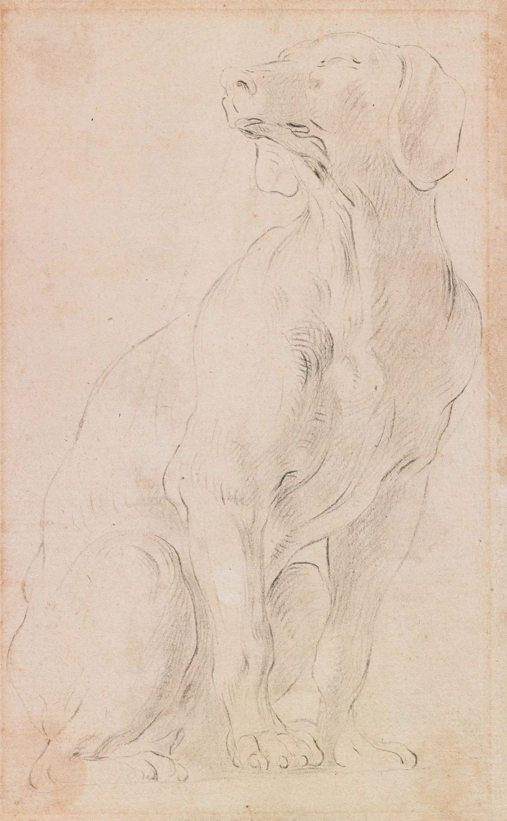 Seated Dog av Francesco Solimena