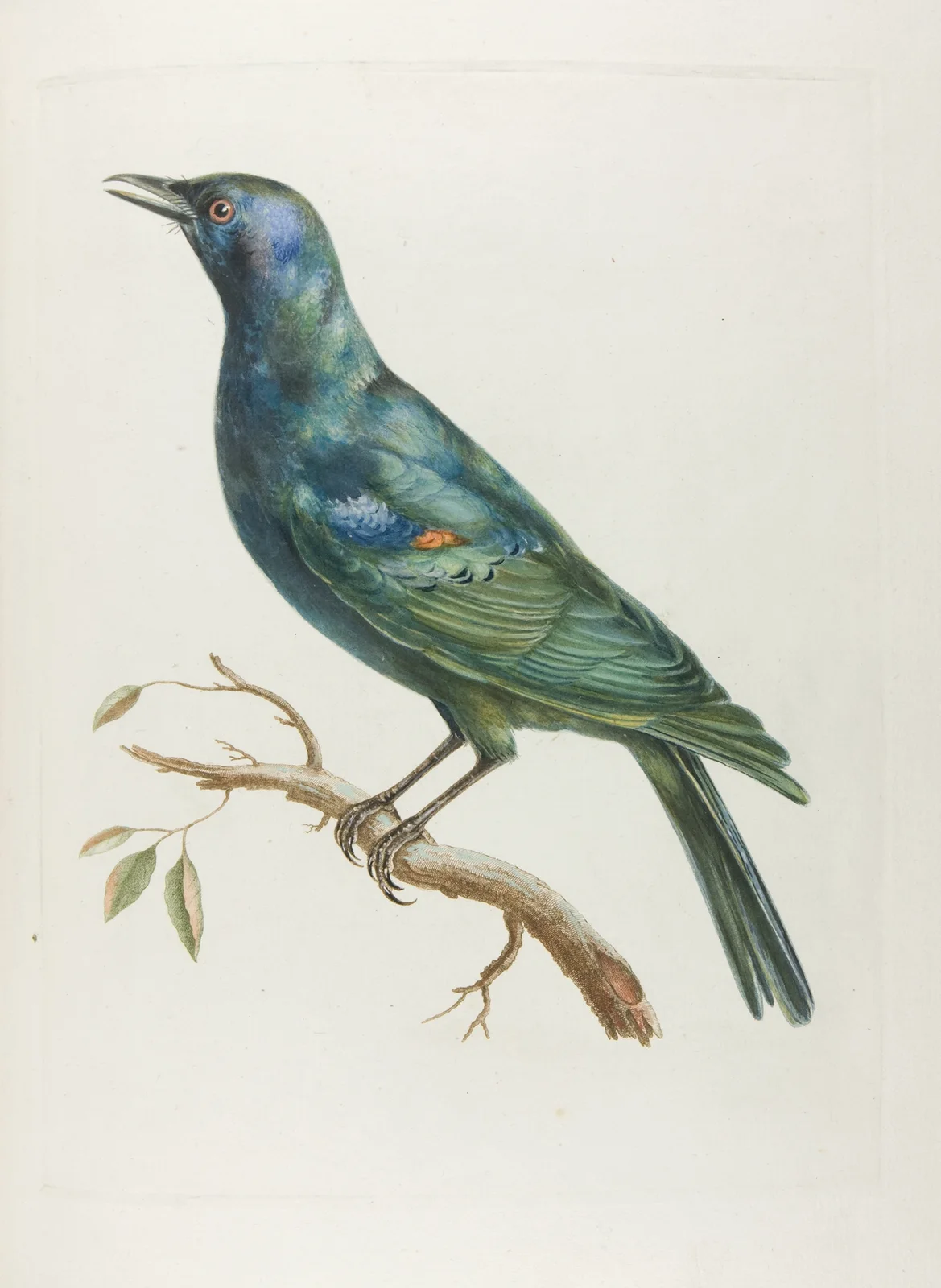Etourneau d’afrique av François Levaillant