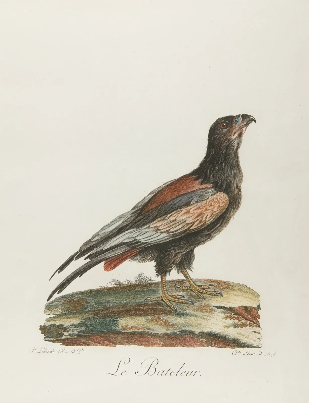 Le bateleur (18th century) av François Levaillant