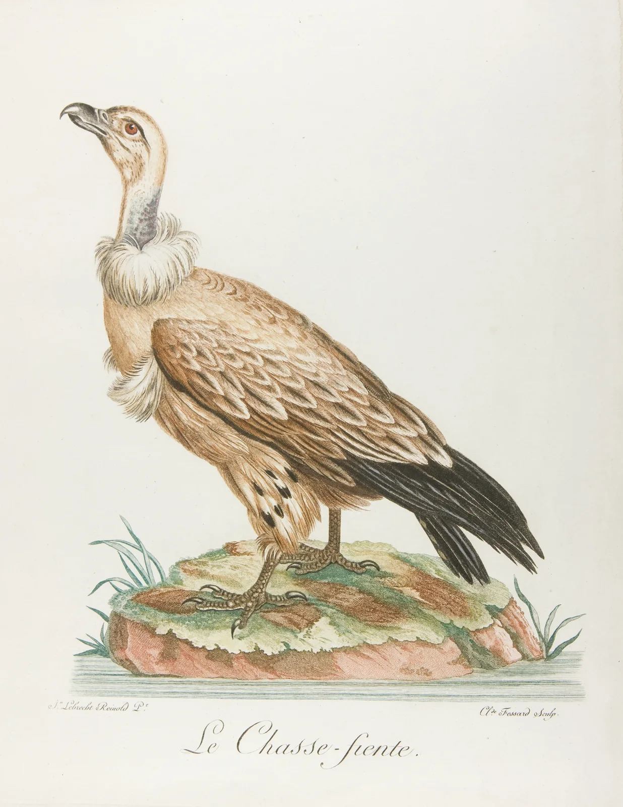 Le chasse-fiente av François Levaillant