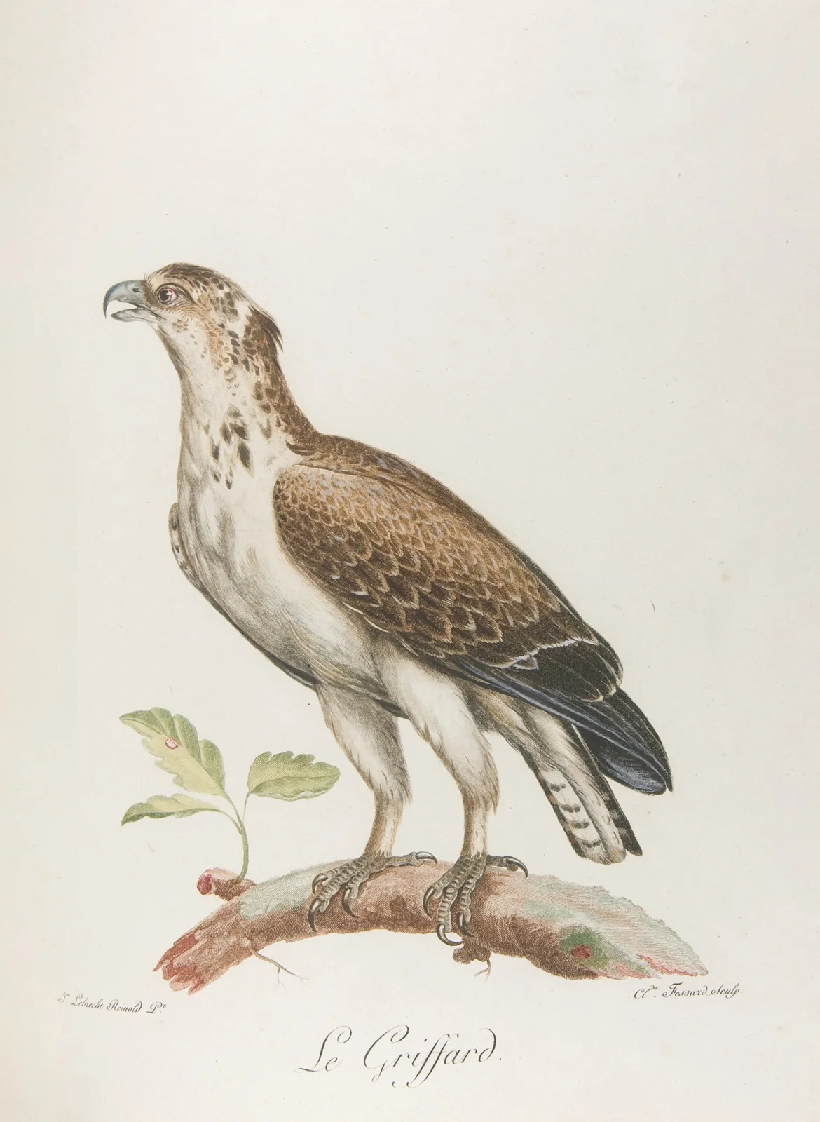 Le griffard (18th century) av François Levaillant
