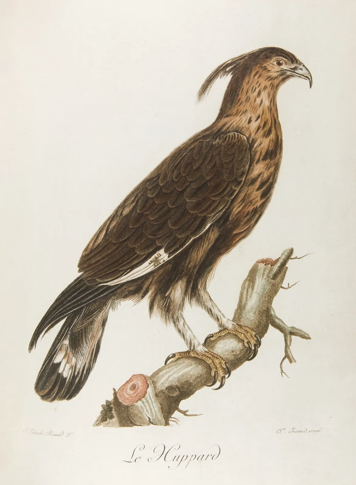 Le huppard (18th century) av François Levaillant