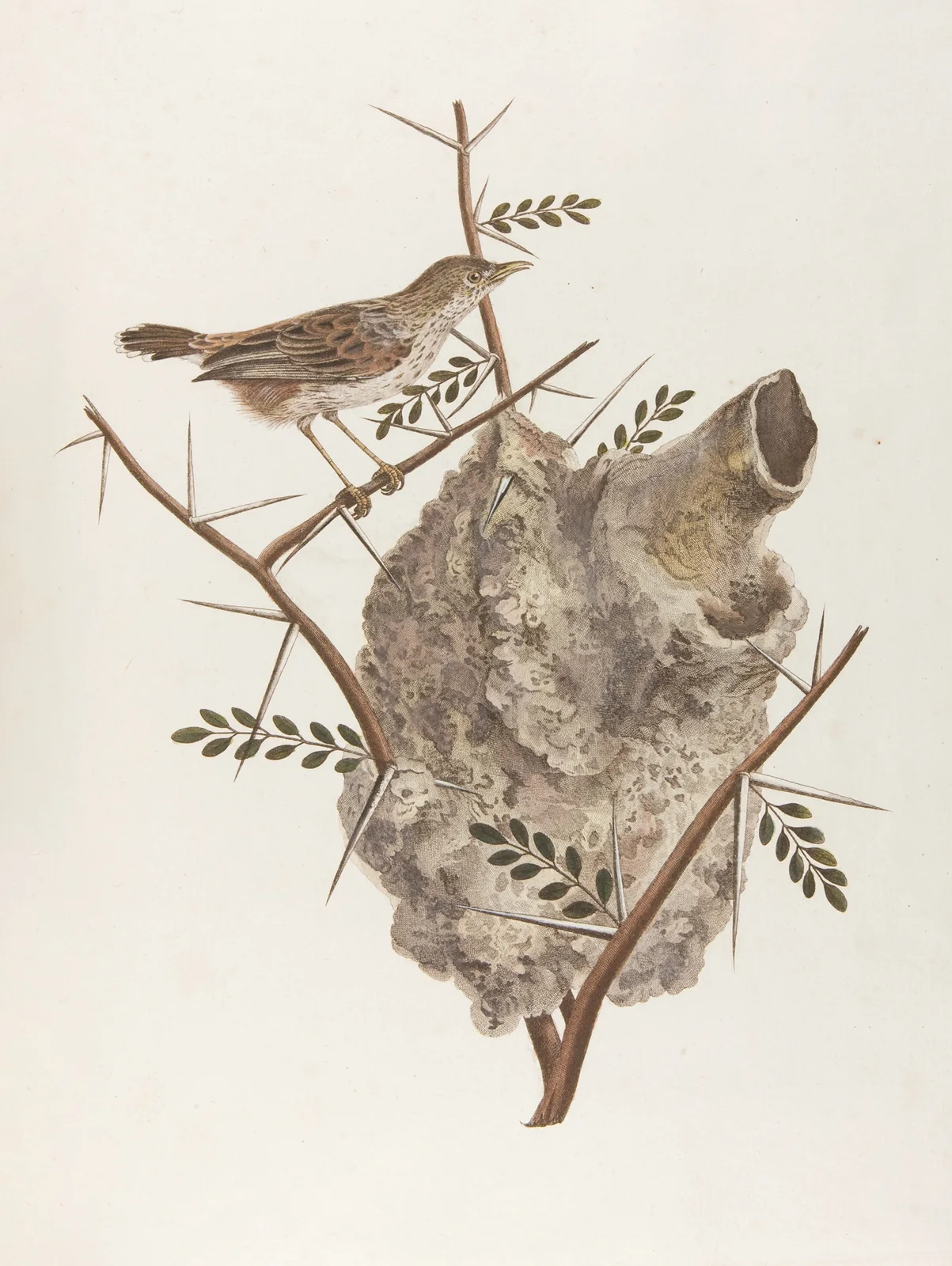 Le pinepine (18th century) av François Levaillant