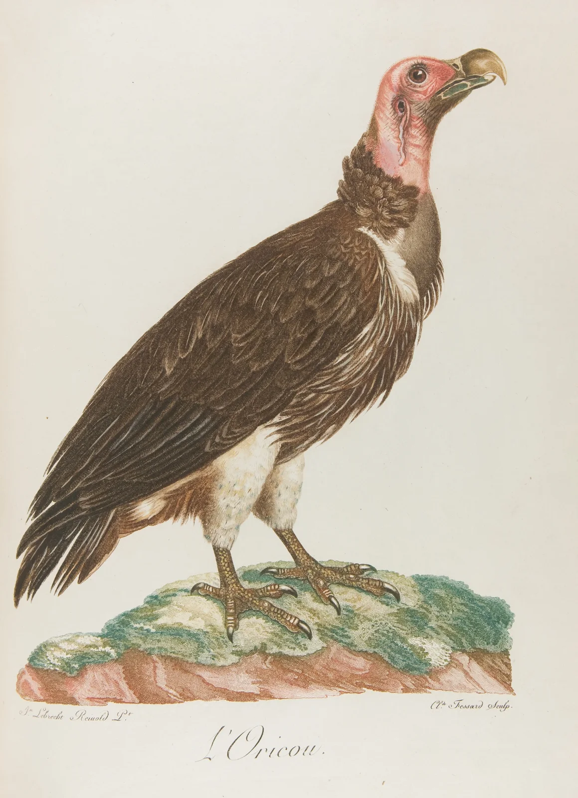 L’Oricou (18th century) av François Levaillant