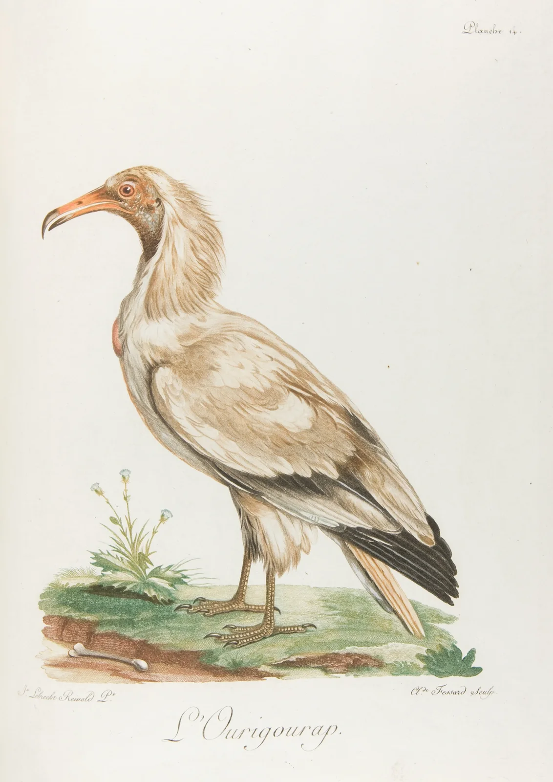 L’Ourigourap (18th century) av François Levaillant