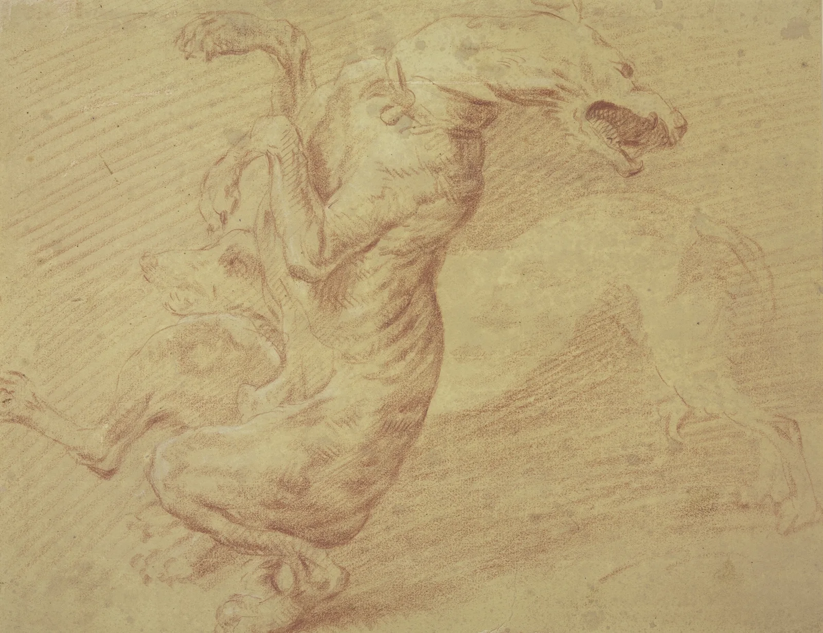 Fighting dogs av Frans Snyders