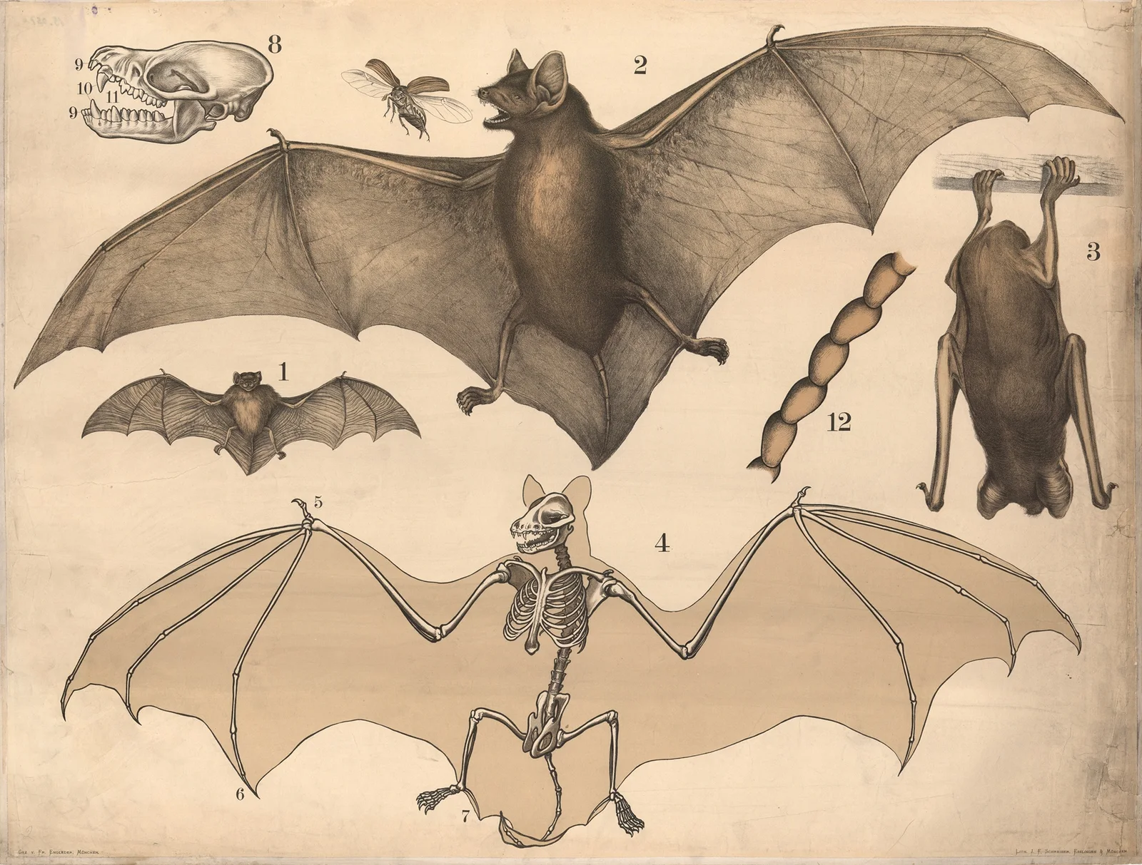 Bat av Franz Engleder
