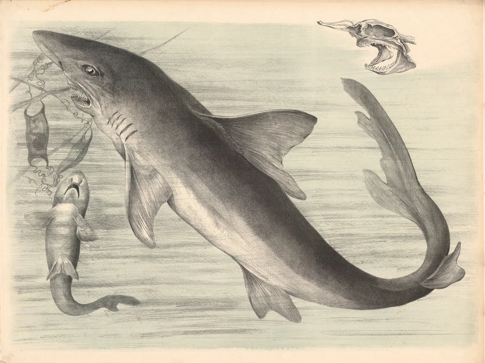 Der Haifisch (Carcharias vulgaris.) av Franz Engleder