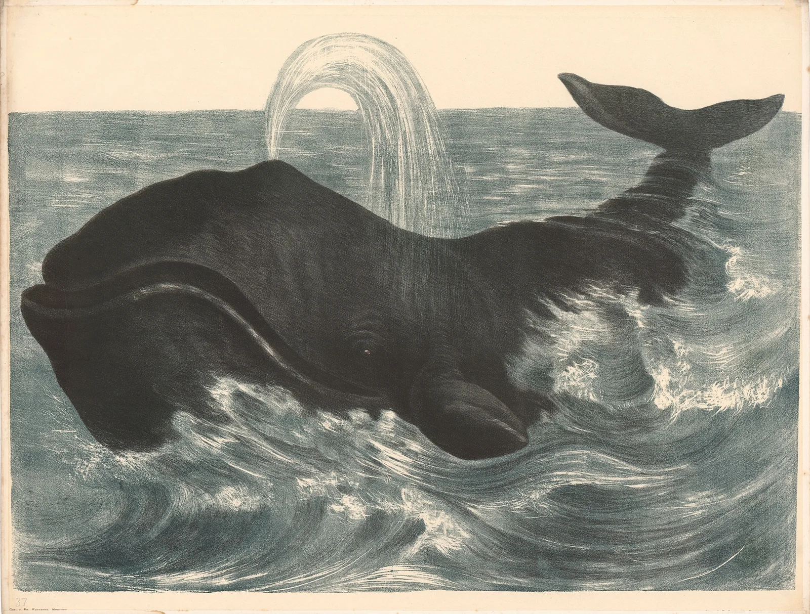 Der Walfisch (Balaena mysticetus) av Franz Engleder