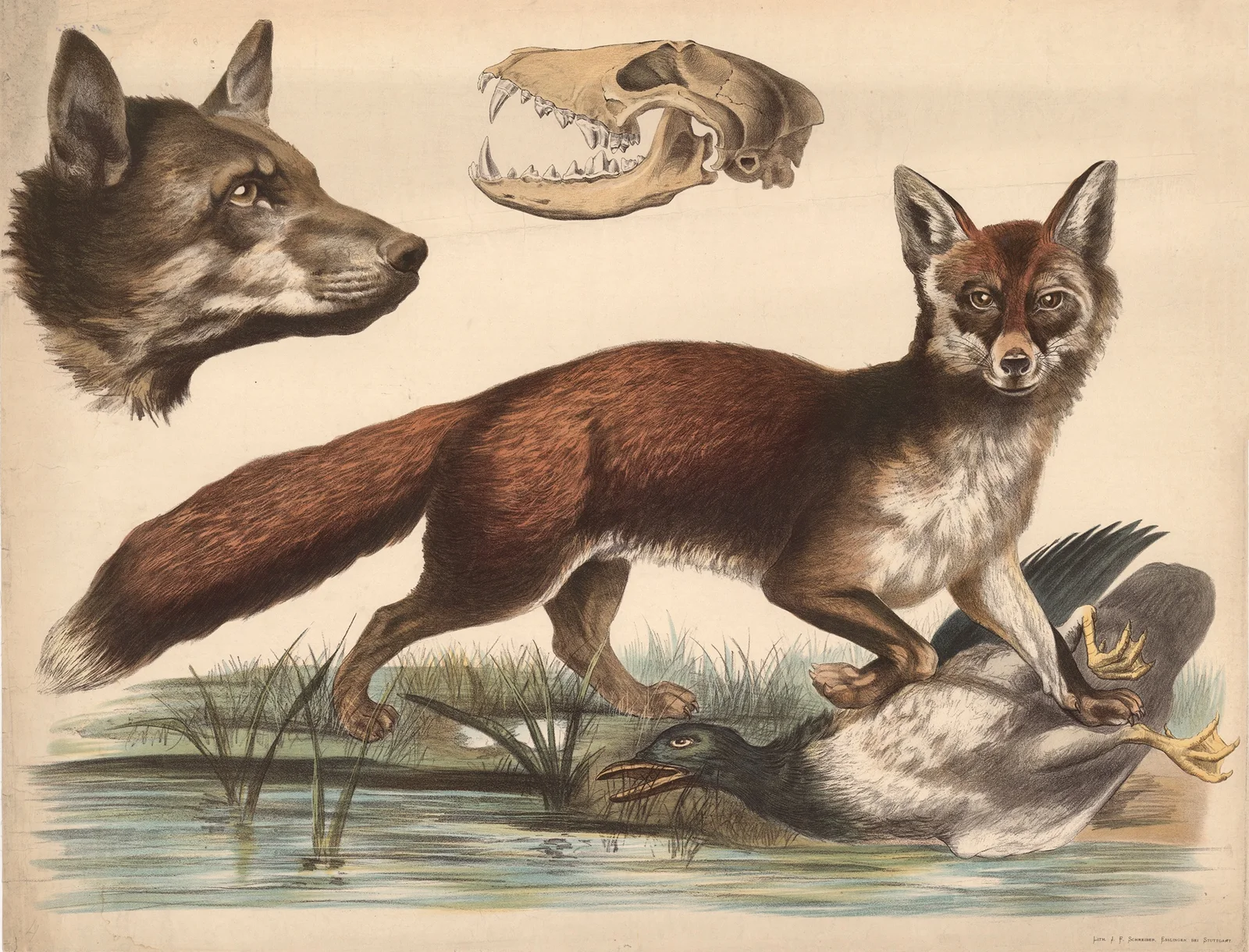 Fox av Franz Engleder