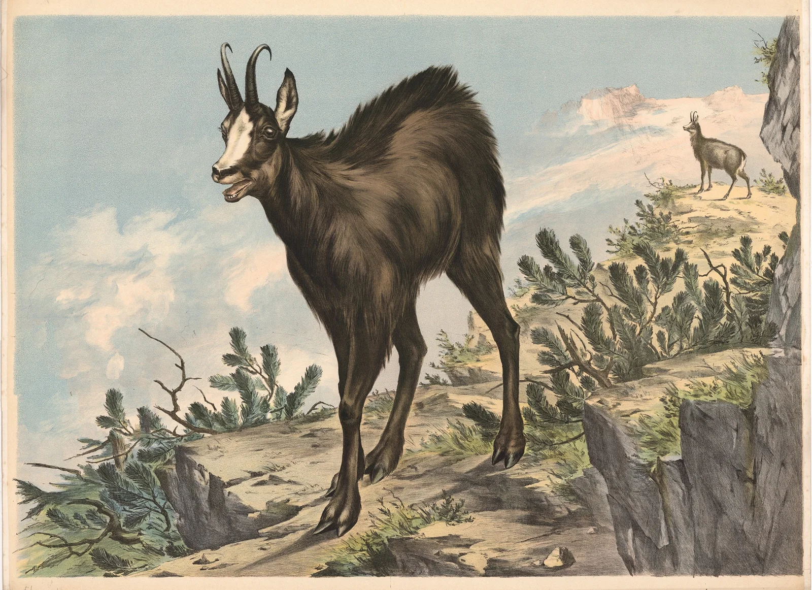 Gemse (Capella rupicapra) av Franz Engleder