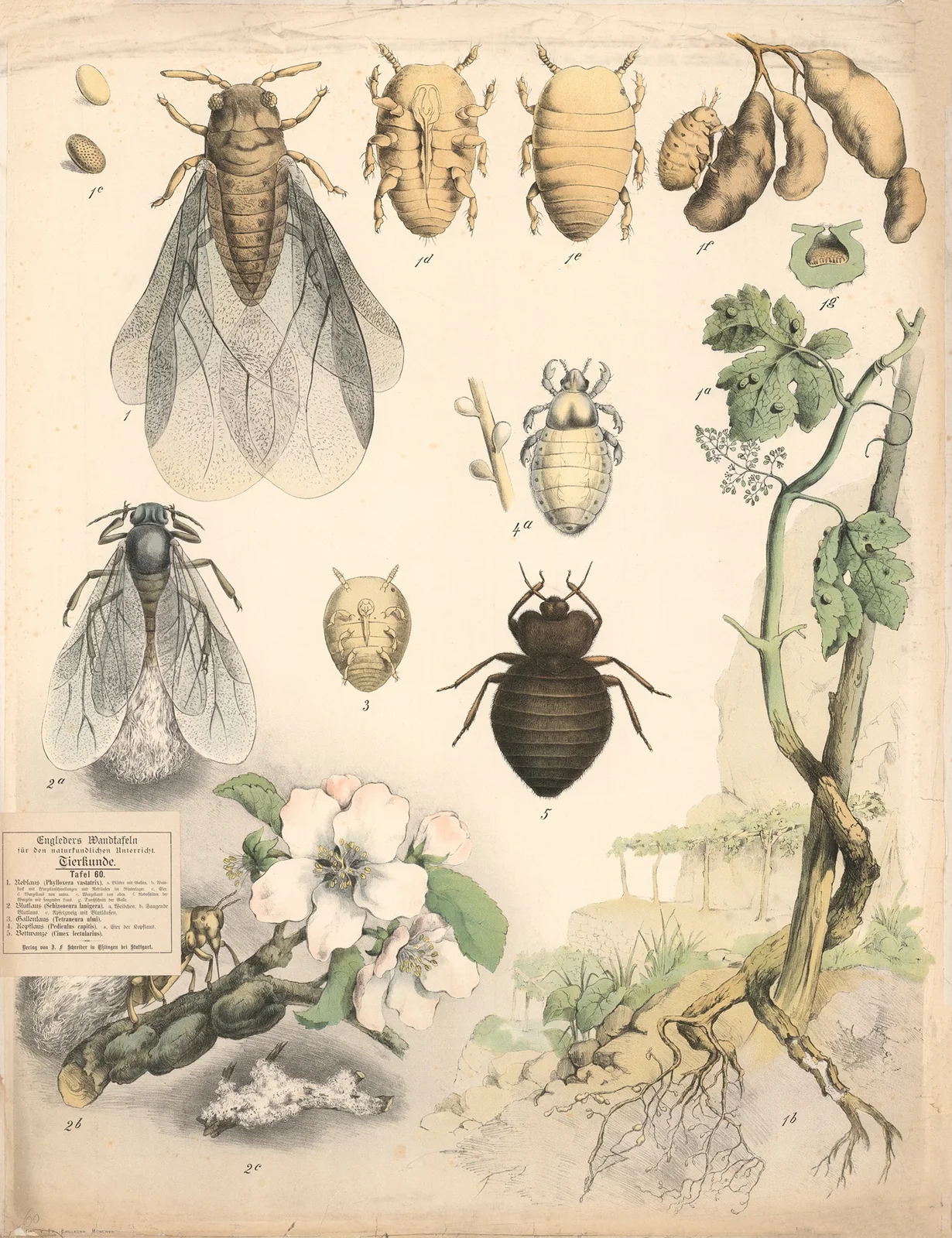 Head lice, pubic lice, etc. av Franz Engleder