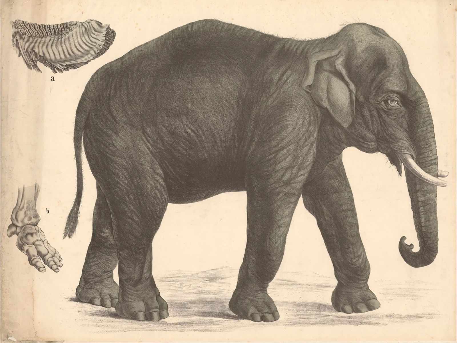Indian elephant av Franz Engleder