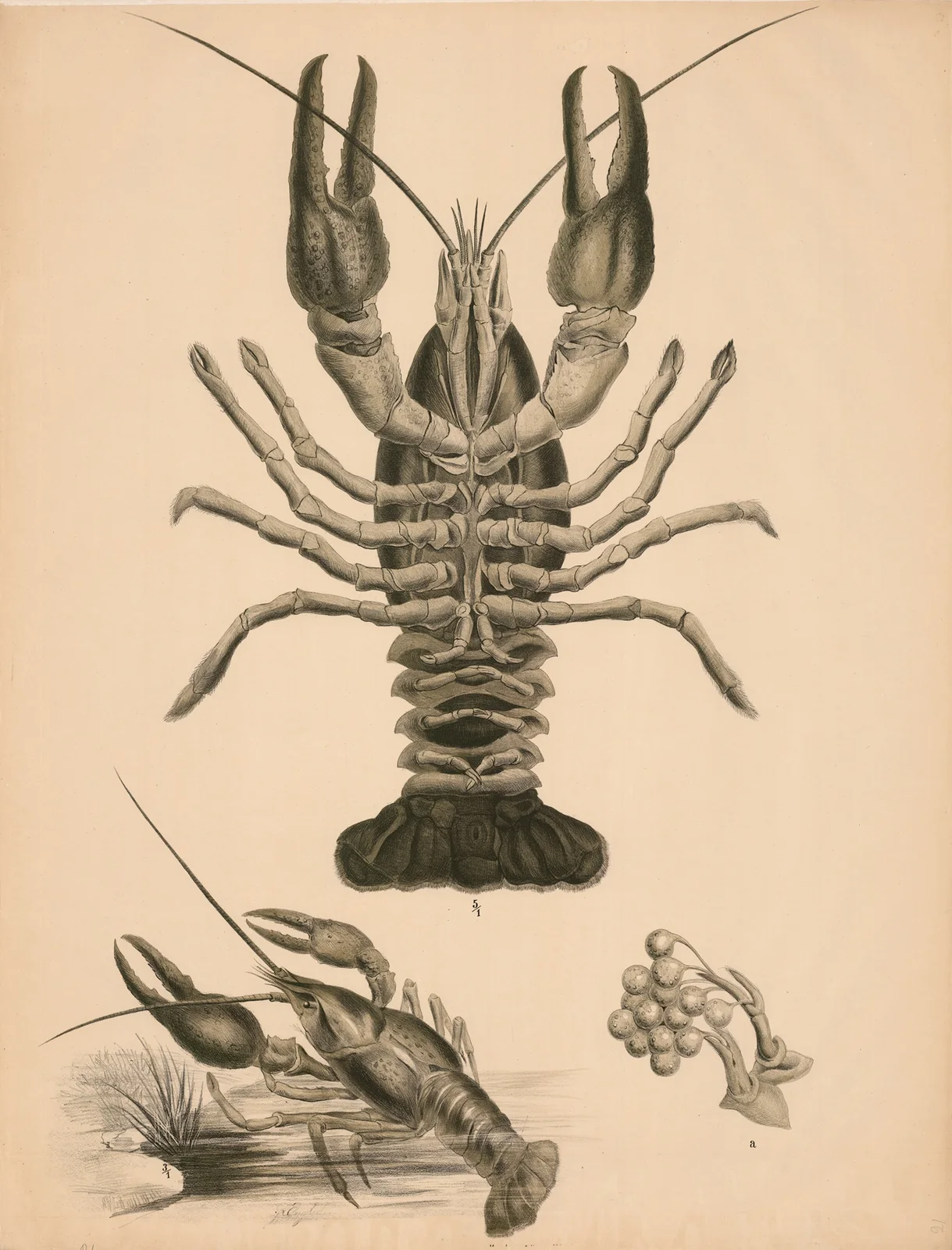 Krebs (Astacus fluviatilis) av Franz Engleder