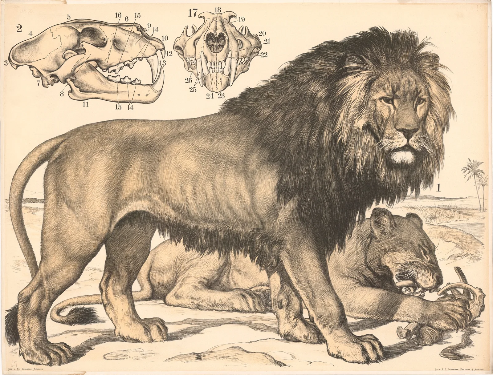 Löwe (Felis leo) av Franz Engleder