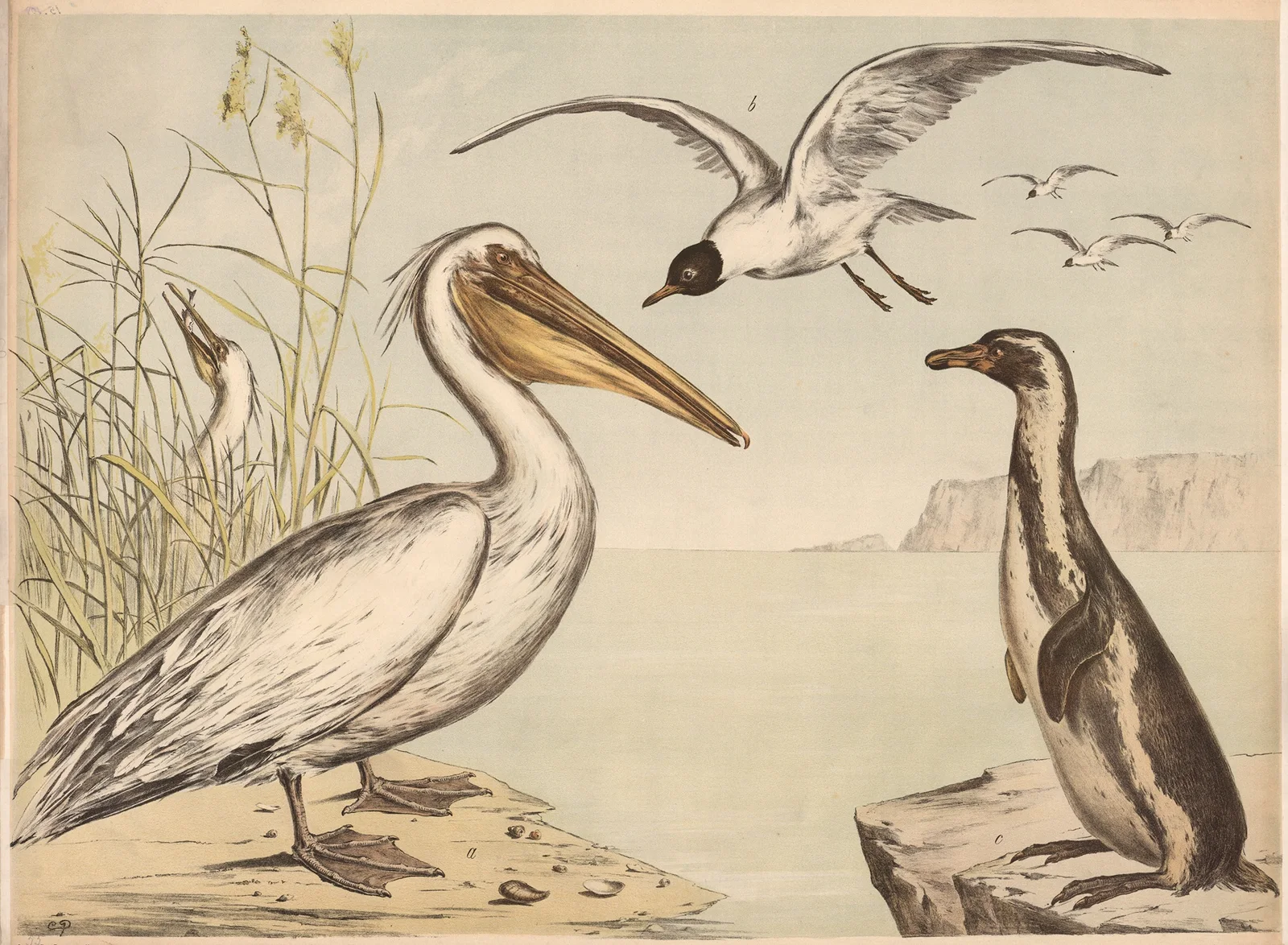 Pelikan Möve Pinguin av Franz Engleder