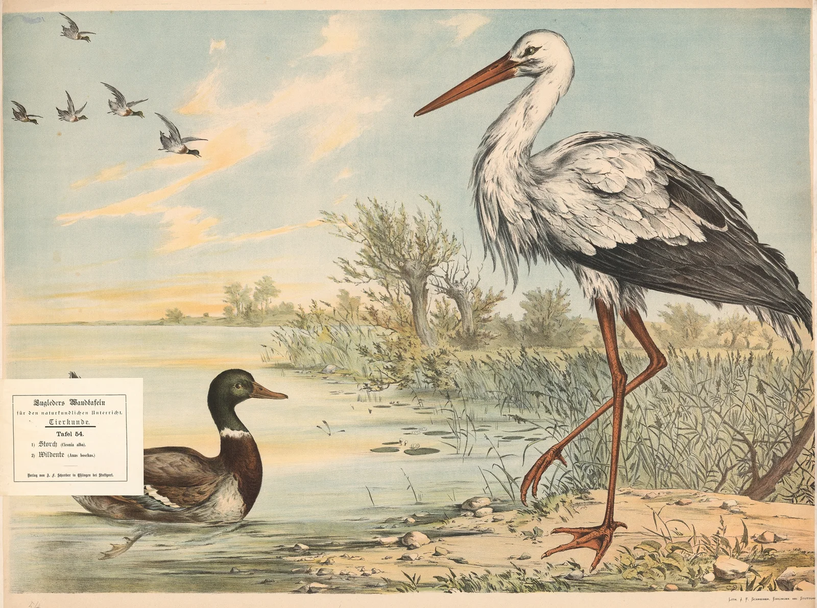 ) Storch (Ciconia alba) ) Wildente (Anas boschas.) av Franz Engleder