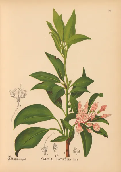 Medicinal Plants Pl.034 av Charles Frederick Millspaugh