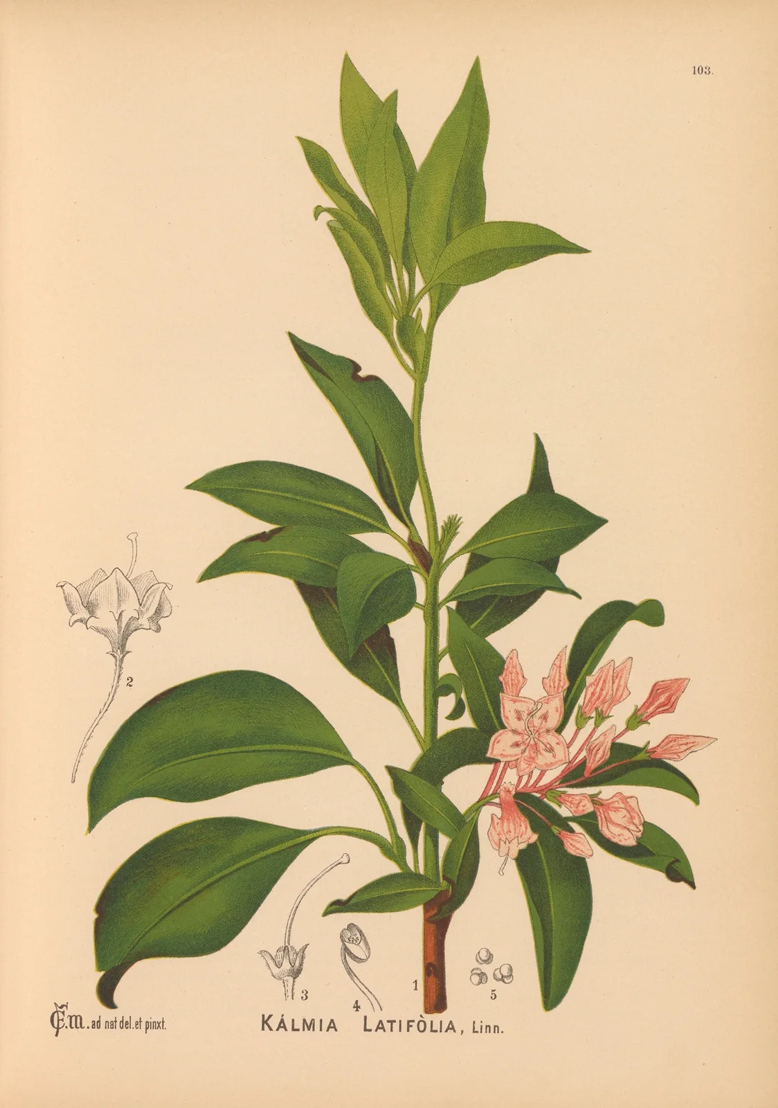 Medicinal Plants Pl.034 av Charles Frederick Millspaugh