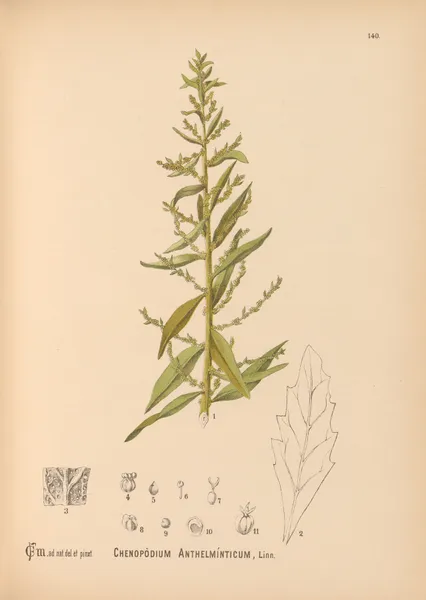Medicinal Plants Pl.036 av Charles Frederick Millspaugh
