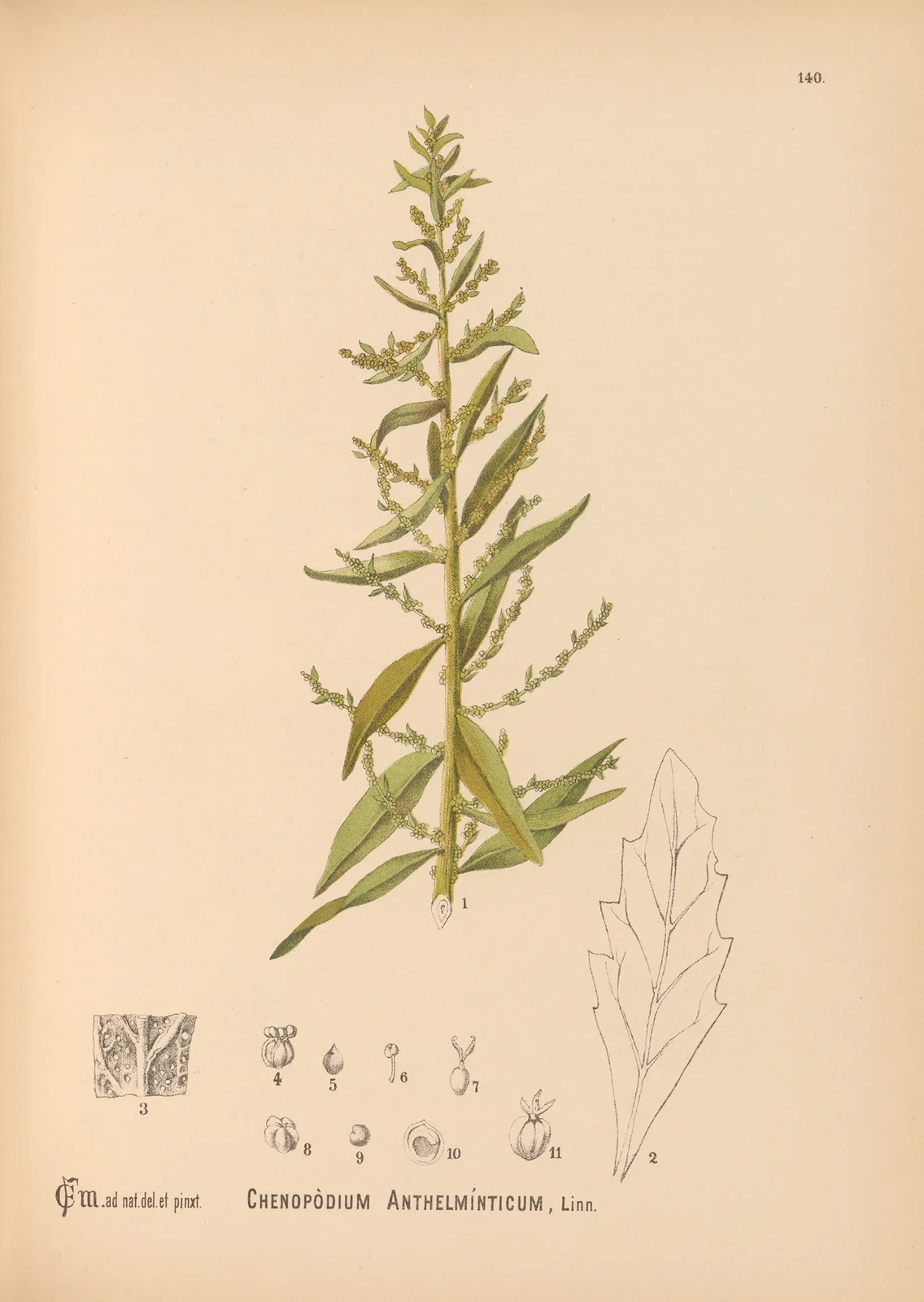 Medicinal Plants Pl.036 av Charles Frederick Millspaugh
