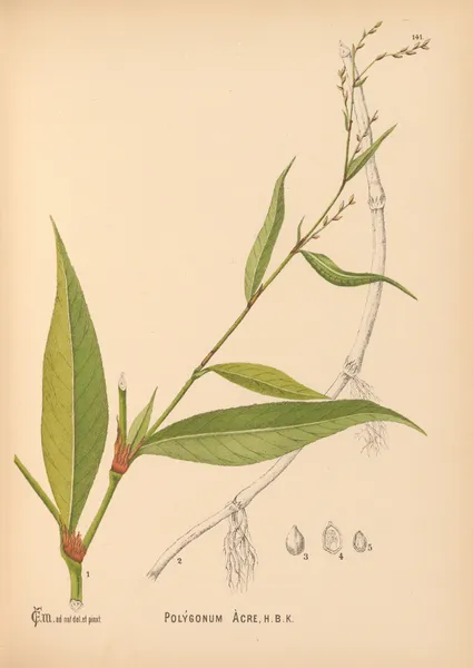 Medicinal Plants Pl.037 av Charles Frederick Millspaugh