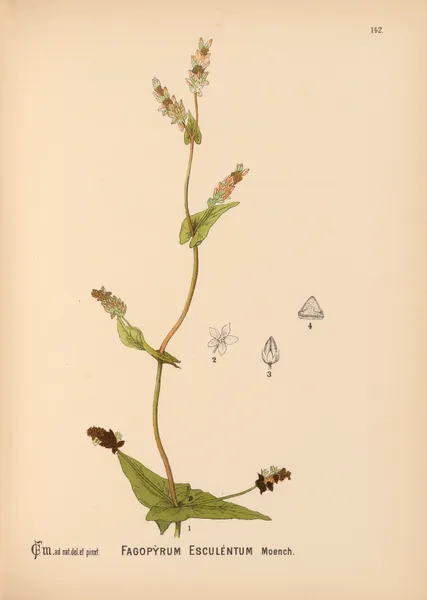 Medicinal Plants Pl.038 av Charles Frederick Millspaugh