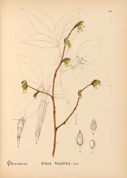 Medicinal Plants Pl.042 av Charles Frederick Millspaugh