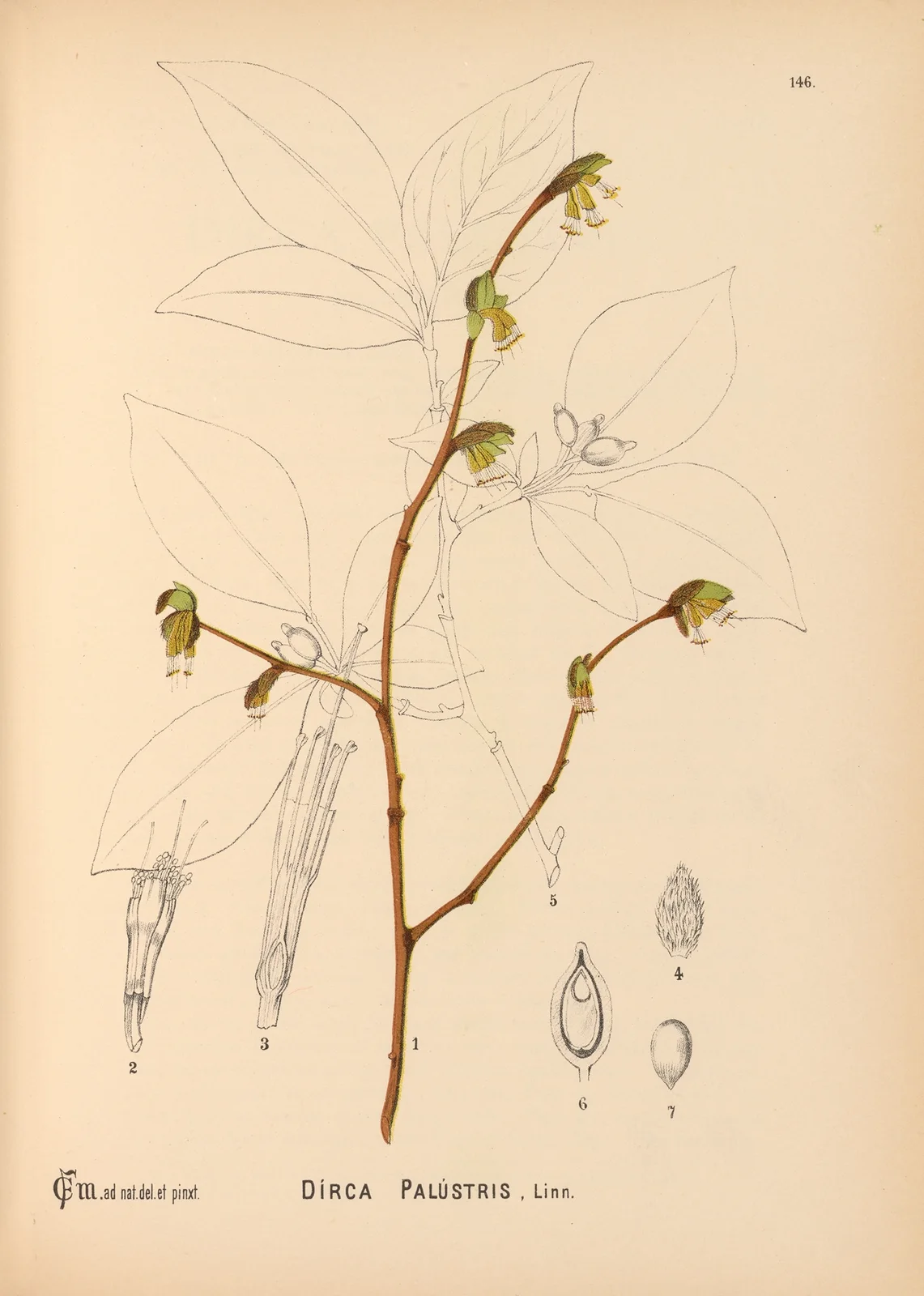 Medicinal Plants Pl.042 av Charles Frederick Millspaugh