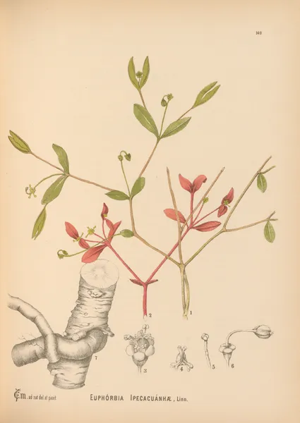 Medicinal Plants Pl.046 av Charles Frederick Millspaugh