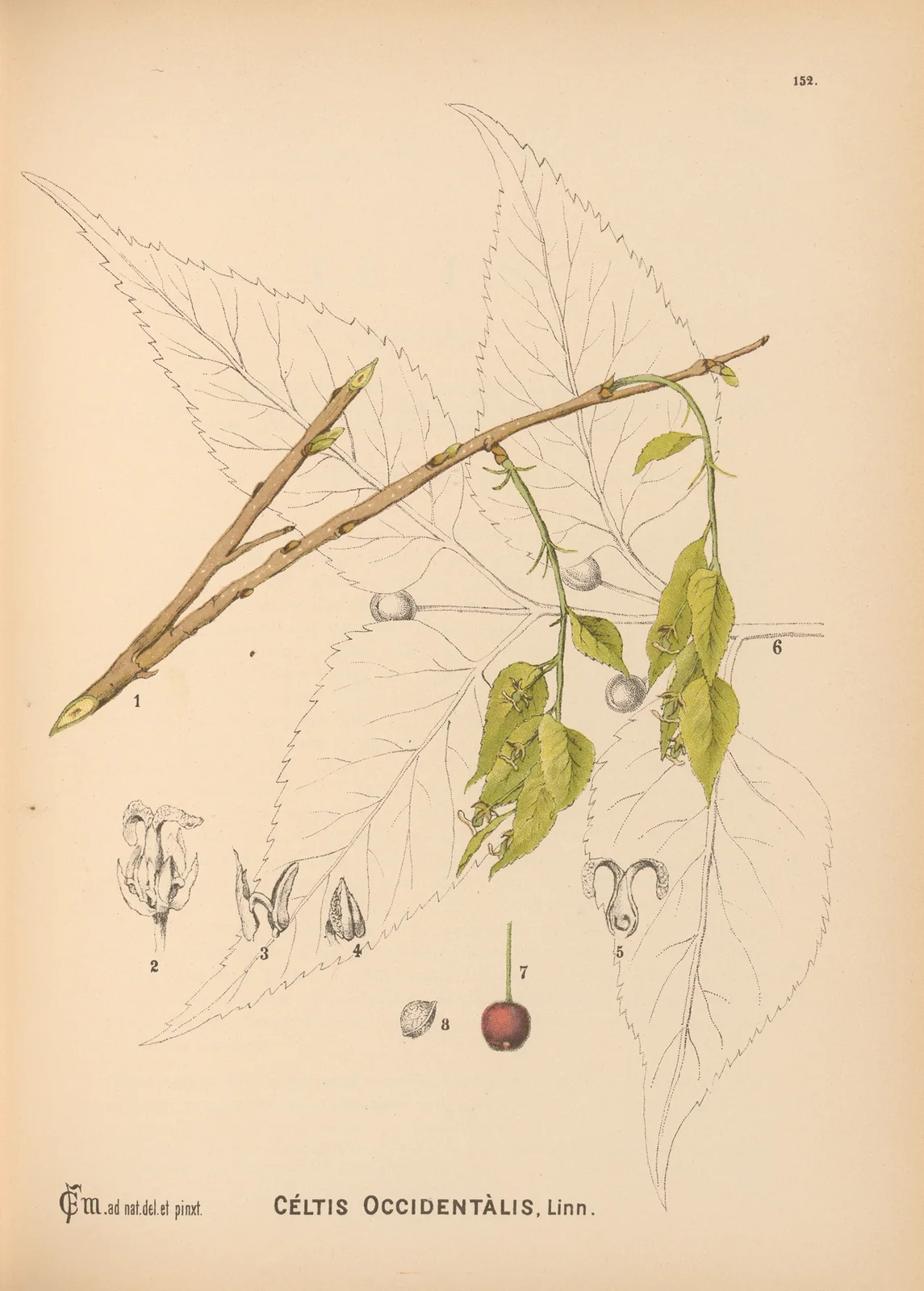 Medicinal Plants Pl.049 av Charles Frederick Millspaugh