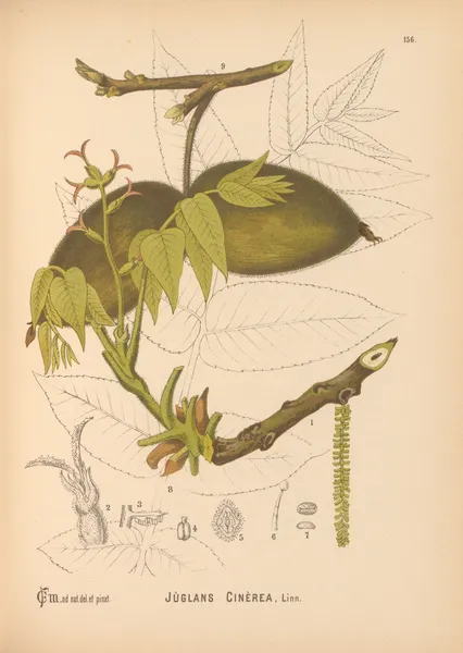 Medicinal Plants Pl.053 av Charles Frederick Millspaugh