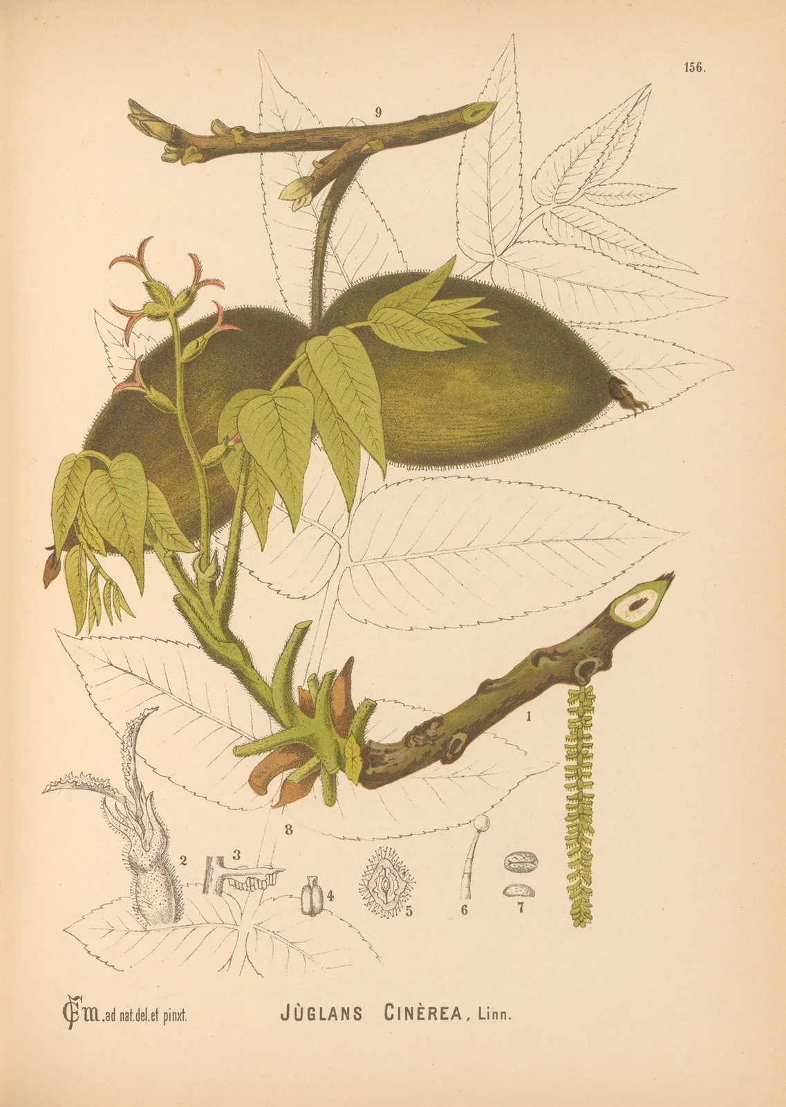 Medicinal Plants Pl.053 av Charles Frederick Millspaugh