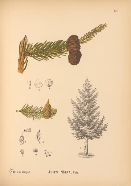 Medicinal Plants Pl.061 av Charles Frederick Millspaugh