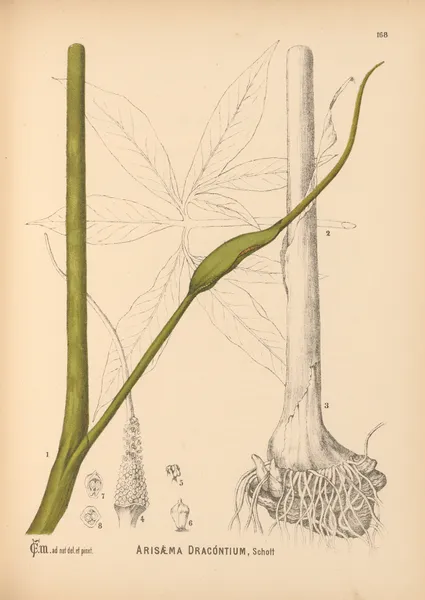 Medicinal Plants Pl.067 av Charles Frederick Millspaugh