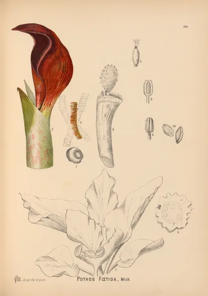 Medicinal Plants Pl.068 av Charles Frederick Millspaugh