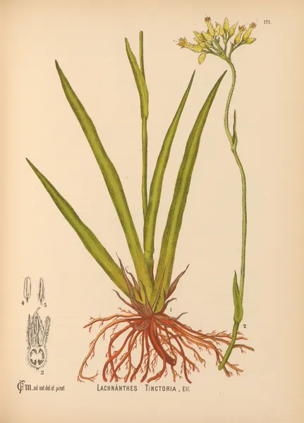 Medicinal Plants Pl.070 av Charles Frederick Millspaugh