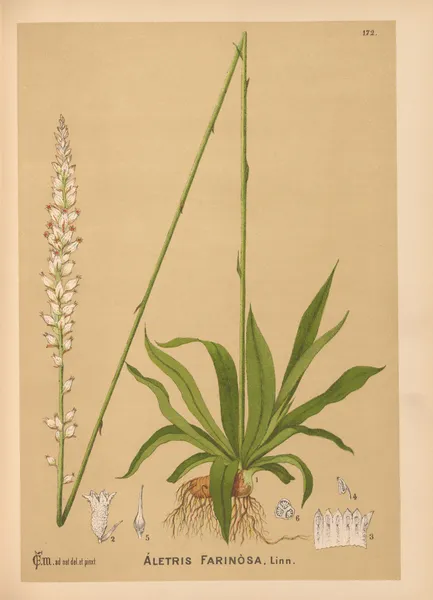 Medicinal Plants Pl.071 av Charles Frederick Millspaugh
