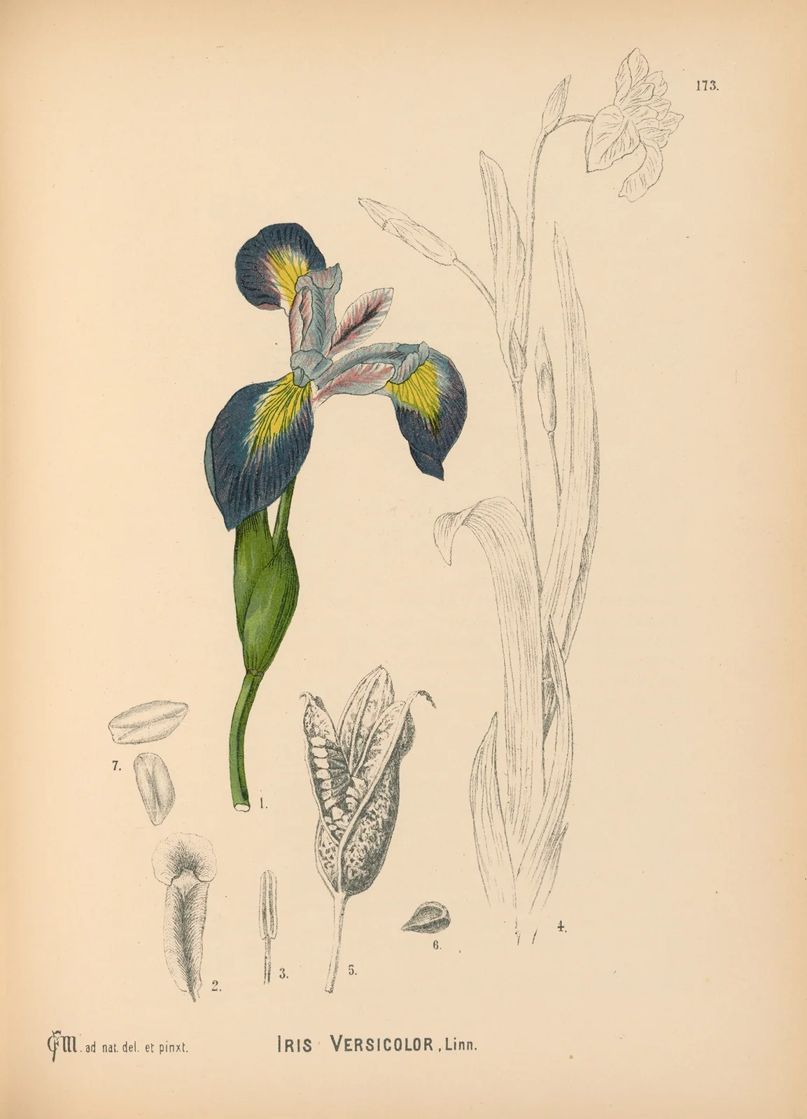 Medicinal Plants Pl.072 av Charles Frederick Millspaugh