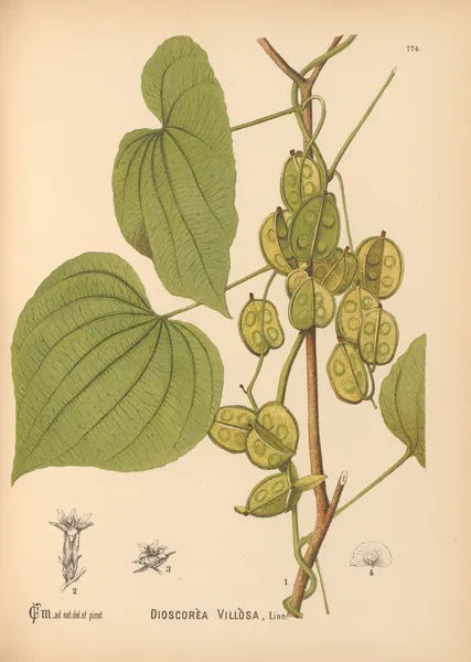 Medicinal Plants Pl.073 av Charles Frederick Millspaugh