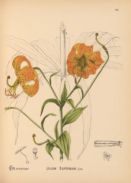 Medicinal Plants Pl.078 av Charles Frederick Millspaugh