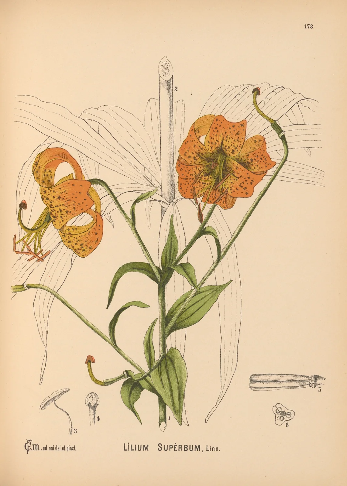 Medicinal Plants Pl.078 av Charles Frederick Millspaugh