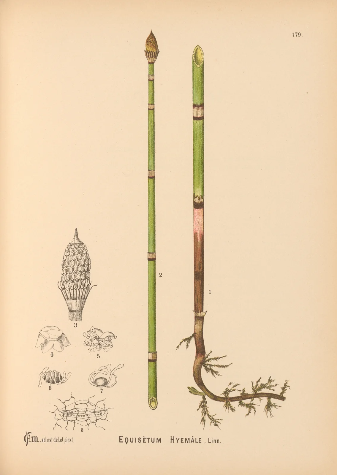 Medicinal Plants Pl.079 av Charles Frederick Millspaugh
