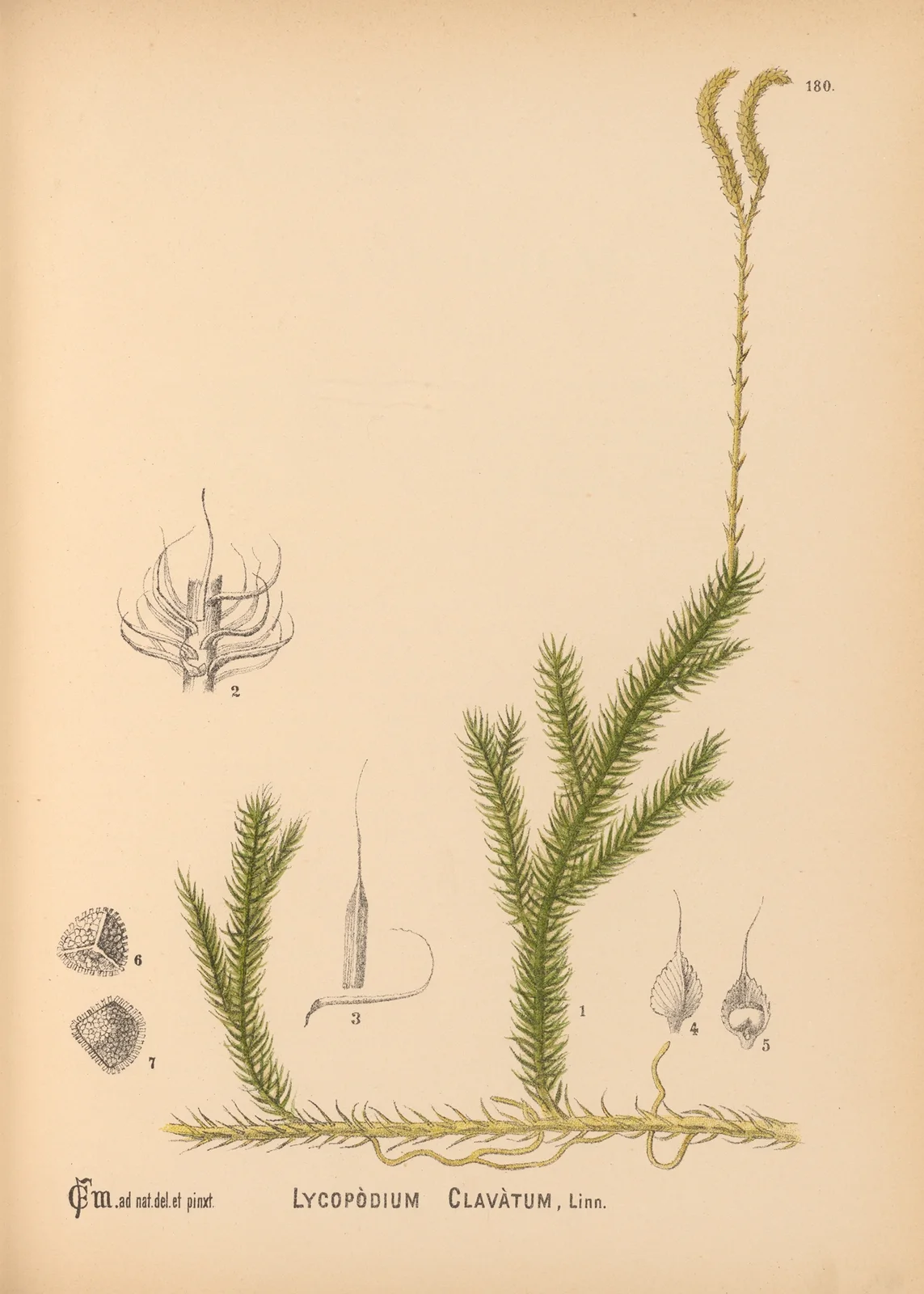 Medicinal Plants Pl.080 av Charles Frederick Millspaugh