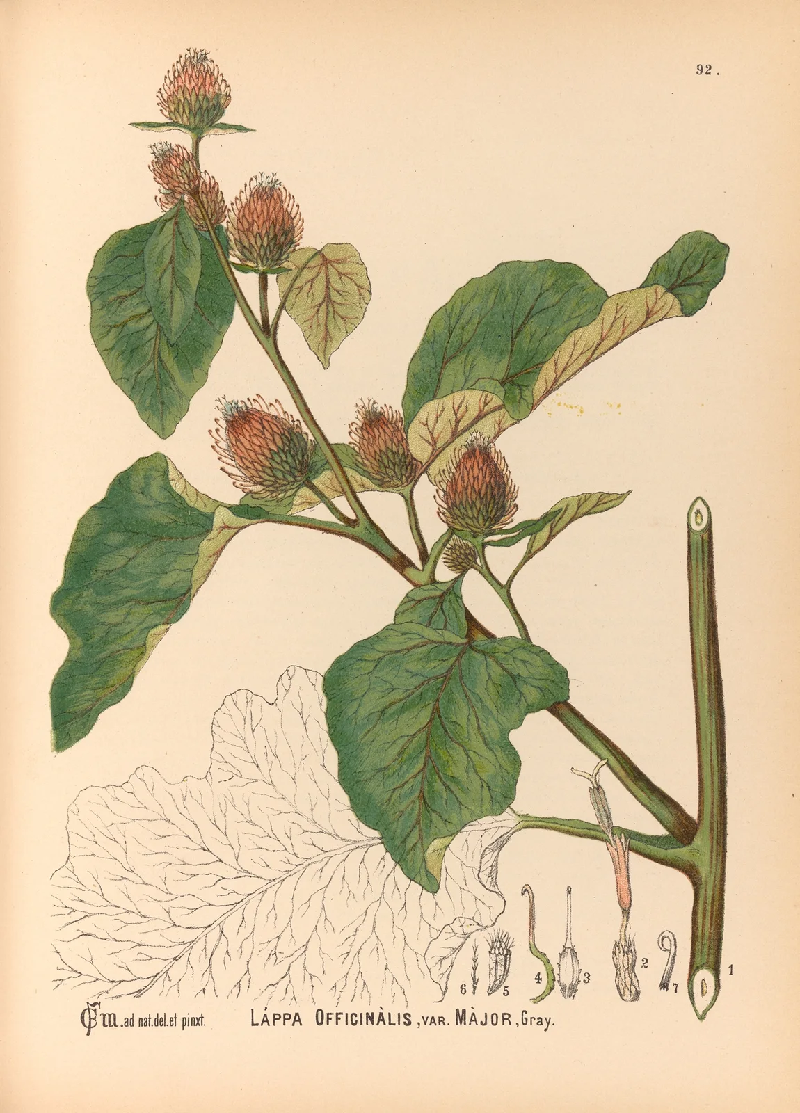 Medicinal Plants Pl.086 av Charles Frederick Millspaugh