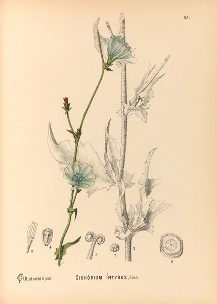 Medicinal Plants Pl.087 av Charles Frederick Millspaugh